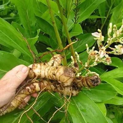 Alpinia Galangal Greater Galangal 2 plants