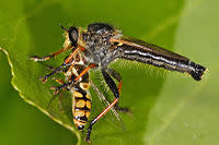 اضخم بحث عن الحشرات- موضوع كامل عن الحشرات-موسوعة شاملة عن عالم الحشرات-عالم الحشرات 200px-Common_brown_robberfly_with_prey