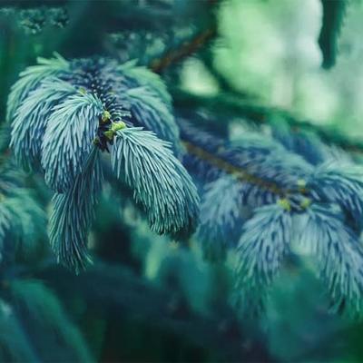  Blue Spruce Bonsai Tree Seeds for Planting, 20 Seeds