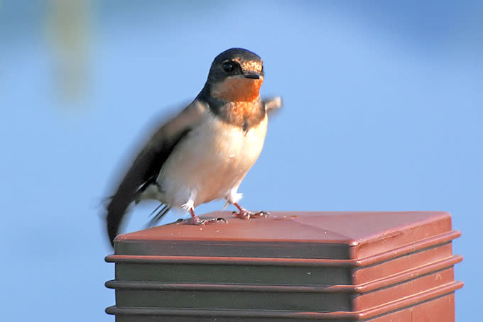 barn-swallow_bh-01.j