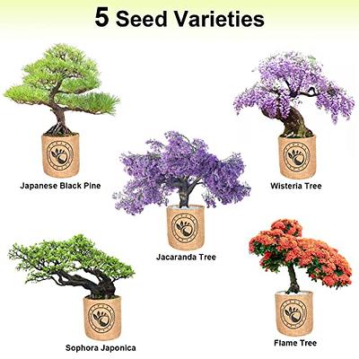 Bonsai Tree Seed Starter Kit Grow Your Own Bonsai Tree Gardening