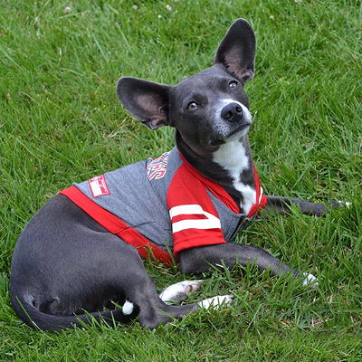 I Got Groomed At Petsmart shirt, hoodie, longsleeve, sweatshirt, v-neck tee