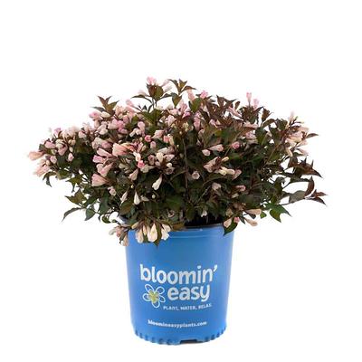 BELL NURSERY 2 Gal. Japanese Rose (Rosa rugosa) Live Shrub with