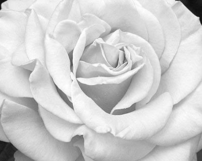 White Rose Flower Art Print, Flower Wall Decor, Floral Art, Watercolor  Painting, Orange Art, Flower Painting - 5x7 in - Yahoo Shopping
