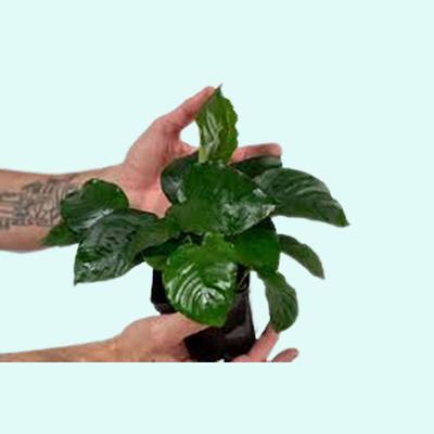 BUY 2 GET 1 FREE Anubias Frazeri Live Aquarium Plants Live Aquatic Plants 