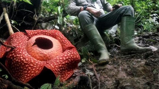 FOTO Wujud Bunga Rafflesia Tuan Mudae Terbesar Dunia yang 