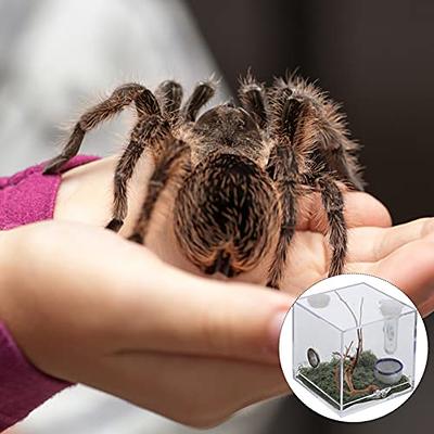 1 Set of Jumping Spider Enclosure Box Spider Habitat Box Acrylic Insects  Feeding Case 