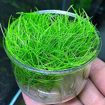 Love Grass Aquarium Grass Plants Seeds 10g About 5000+ Aquatic