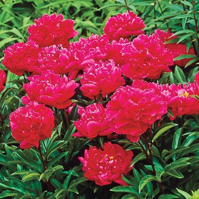 Spring Hill Nurseries Karl Rosenfield Peony Paeonia Live Bareroot Plant Double Red Flowering Perennial 5 Pack Yahoo Shopping