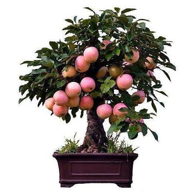 Organic Querina™ Semi-Dwarf Apple Tree - Fruition Seeds