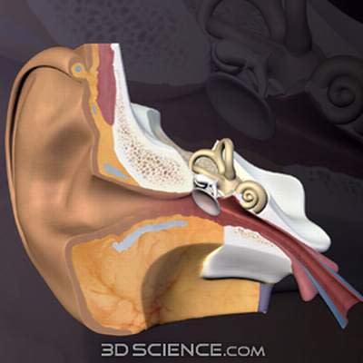  معجزة النوم والسمع  Hearing_1