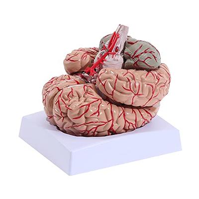 MIIRR Human Brain Anatomical Model, Life Size Medical Adult Brain  Anatomical Model with 9 Parts and Display Arteries, Hand-Paint 41 Locations  Number Human Brain Model Include Explanation Manual - Yahoo Shopping