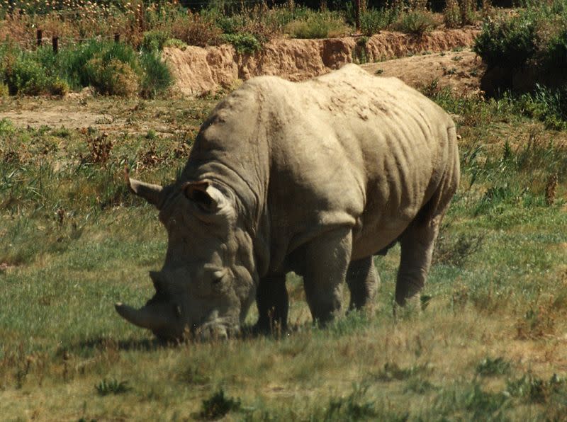 موسوعة ( الحيوانات مهددة الإنقراض )  800px-Rhinoceros