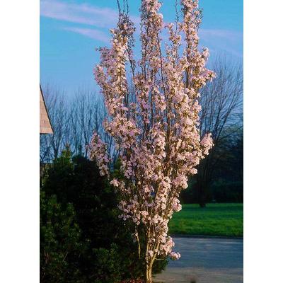 FLOWERWOOD 2.5 Gal Weeping Willow Tree, Green Deciduous Tree