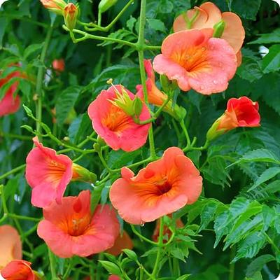  TruBlu Supply 3 Live Vine Clippings RED Orange Trumpet Vine  Start Pack Perennial Hummingbird Organic : Patio, Lawn & Garden