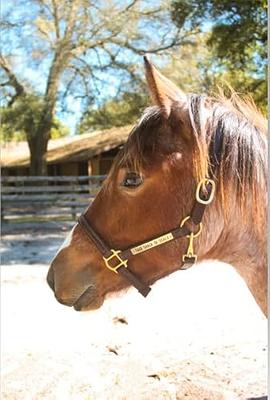 Tack Shack of Ocala Leather Turnout Halter with Customized Engraved Name  Plate, Brown Leather with Solid Brass Hardware