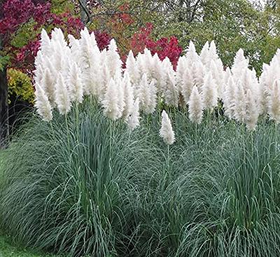  100+ Pcs Pampas Mix Color Grass Seeds Cortaderia selloana  Seeds Rare Plants Decor Garden : Patio, Lawn & Garden