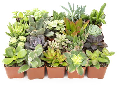 Altman Plants Assorted Cactus Collection 2.5 8 Pack for DIY Succulent  Gardens or Containers or Gifts