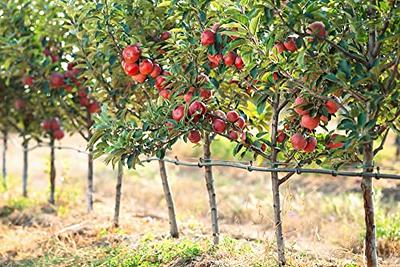 Malus pumila (Paradise Apple, Red Delicious Apple)