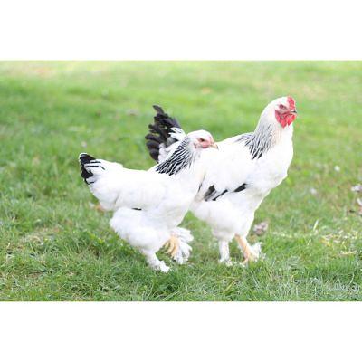 Hoover's Hatchery Live Dark Brahma Baby Chicks, 10 ct. at Tractor