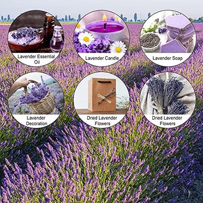 230+ Stems Dried Lavender Flowers Bundles, 3 Bunches Stems Natural