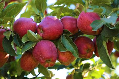 Red Delicious is no longer America's favorite apple