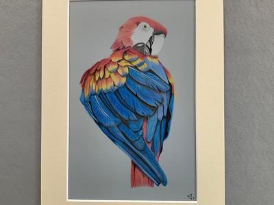 Sun conure work in progress color pencil drawing. : r/parrots