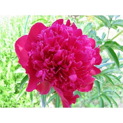 BELL NURSERY 2 Gal. Japanese Rose (Rosa rugosa) Live Shrub with
