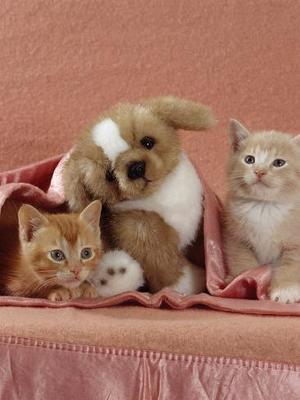 Domestic Cat, 9-Weeks, Black Shorthair Kitten' Photographic Print - Jane  Burton 