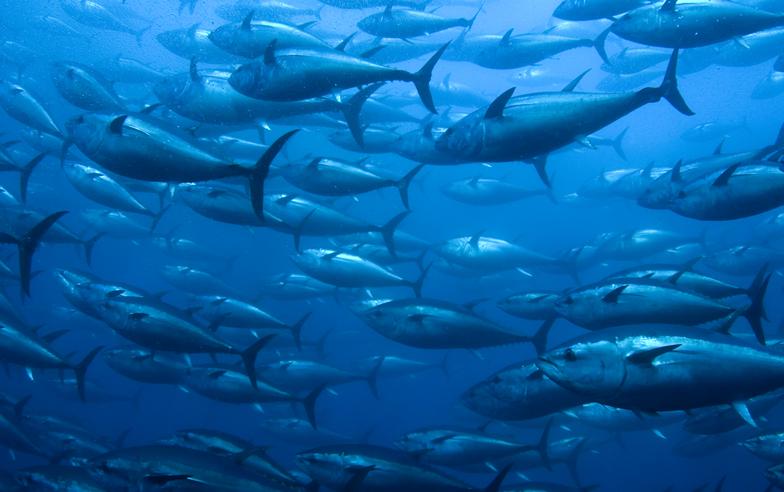 海上巨無霸難擋人類口慾 黑鮪魚走上滅絕之路