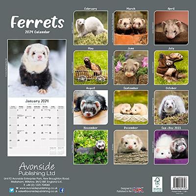 Ferret Calendar - Cute Animals Wall Calendar - Calendars 2023 - 2024 Wall  Calendars - Ferrets 16 Month Wall Calendar by Avonside - Yahoo Shopping