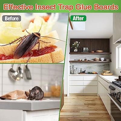 Non-Toxic Indoor Insect Traps