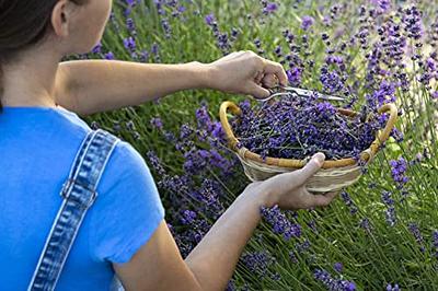 1400 English Lavender Seeds for Planting Indoors or Outdoors, 90%  Germination, to Give You The Lavender Plant You Need, Non-GMO, Heirloom  Herb Seeds