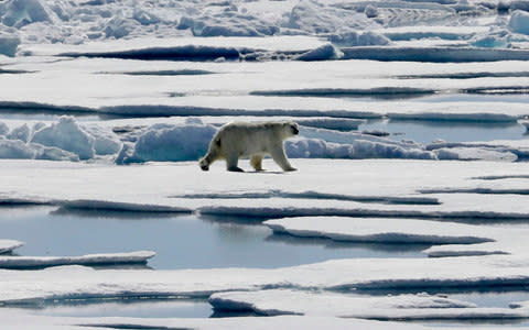 Polar bears - Credit: AP