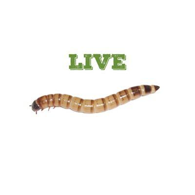 Mack's Natural Reptile Food 1/4 in. Live Crickets, 2,000 ct