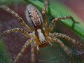 موسوعة الحشرات 120px-Spider_1_big