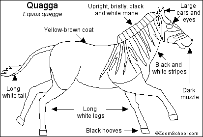 موسوعة ( الحيوانات مهددة الإنقراض )  Quagga_bw