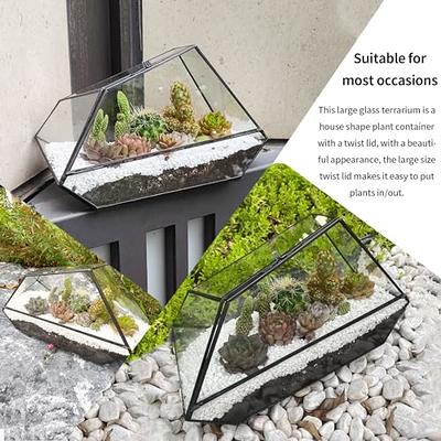 Where can I buy large glass containers for a terrarium like the one in the  picture? : r/terrariums