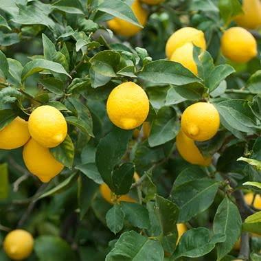 Lemon (Citrus Lemon) Live Plant