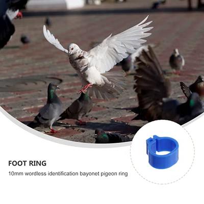 Amazon.com : Lxooezu 80 Pcs Open Bird Ring Leg Bands,Ultra Lightweight  Aluminum Bird Recognition Foot Rings for Parrots,Hibiscus Birds,Peonies,Pigeons,Quails,Rutin  Chickens etc (ID:4.7MM) : Pet Supplies