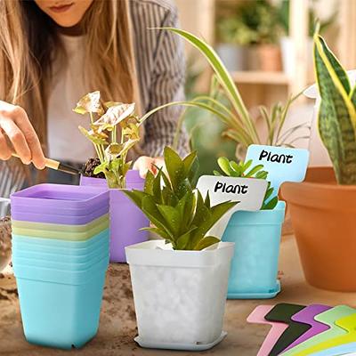 6-Inch Transparent Plastic Planter Plant Nursery Pots with Drainage Hole  Indoor