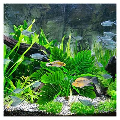 Betta Fish Rest Leaves Aquatic Plants Fish Tank Landscape