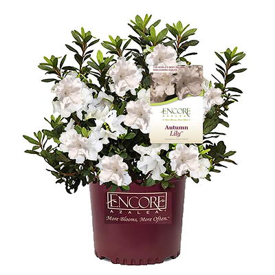 Encore Azalea 5 gal. Autumn Bravo Shrub