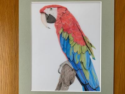 parrot pencil drawing