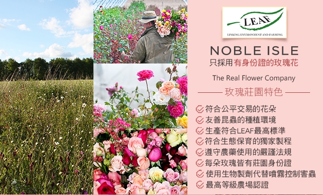 NOBLE ISLE 茶玫瑰抗老護手精華乳 250mL 買一送一