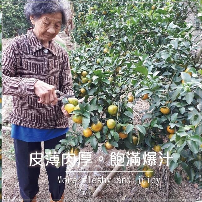 【天天果園】南投草生栽種珍珠柑5斤