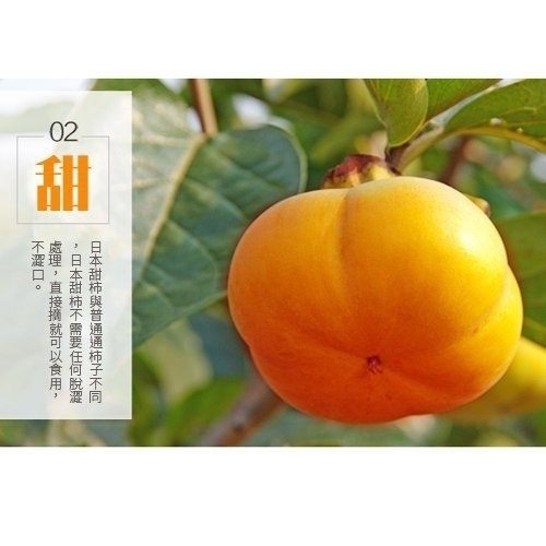 【天天果園】摩天嶺高山9A甜柿8顆(每顆260g-300g)