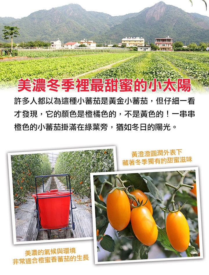 【愛上鮮果】美濃鮮採橙蜜香小蕃茄3斤(禮盒裝/3斤裝)