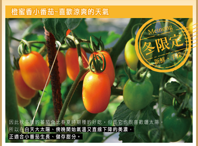 家購網嚴選 橙蜜香小蕃茄 5斤x3盒 (時時樂)