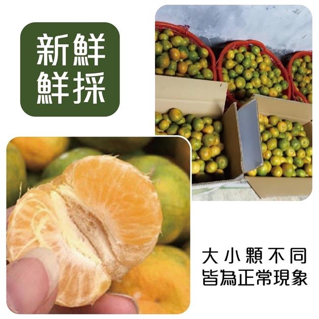 【天天果園】南投草生栽種珍珠柑5斤 x2箱